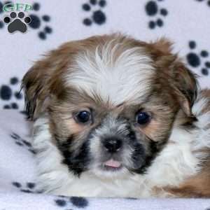 Gabe, Shih Tzu Puppy