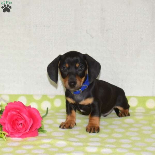 Gadget – Mini, Dachshund Puppy