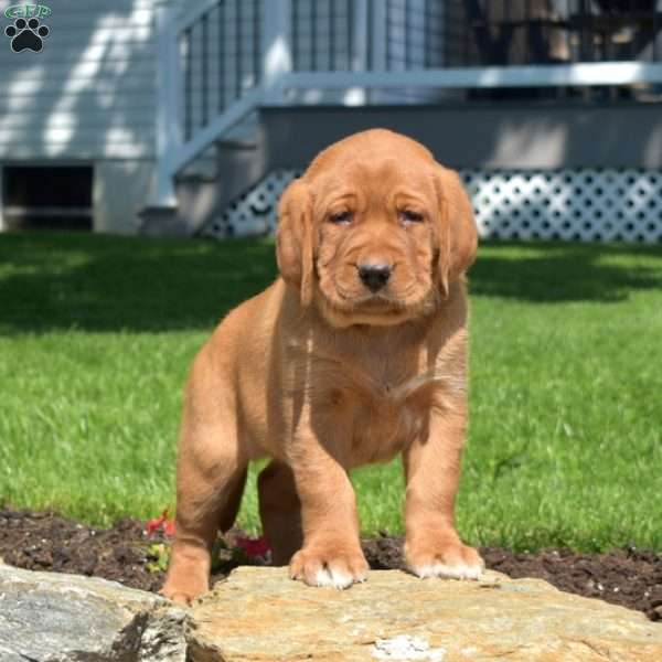 Gadget, Fox Red Labrador Retriever Puppy