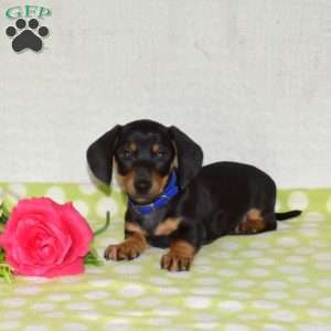 Gadget – Mini, Dachshund Puppy