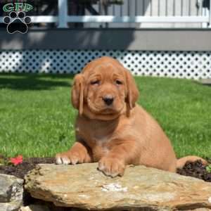 Gadget, Fox Red Labrador Retriever Puppy
