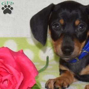 Gadget – Mini, Dachshund Puppy