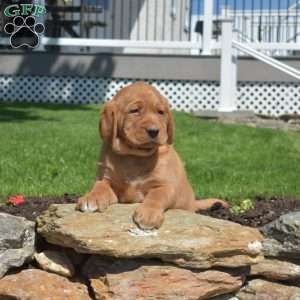Gadget, Fox Red Labrador Retriever Puppy