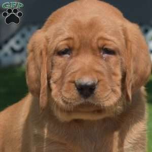 Gadget, Fox Red Labrador Retriever Puppy