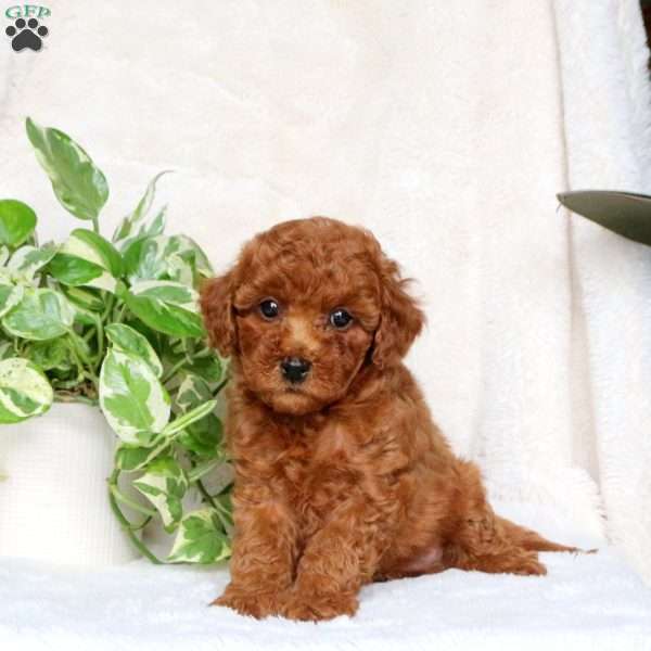 Gage, Maltipoo Puppy