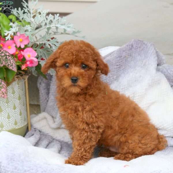 Gage, Maltipoo Puppy