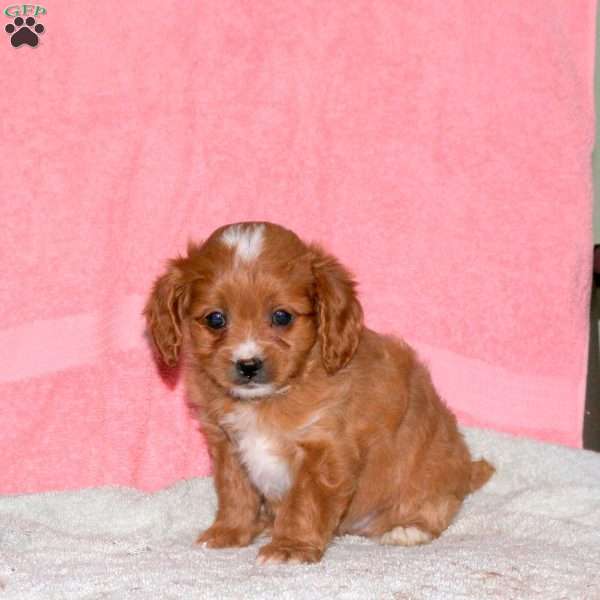 Gage, Cavalier King Charles Mix Puppy