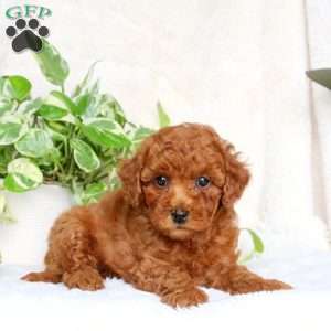 Gage, Maltipoo Puppy