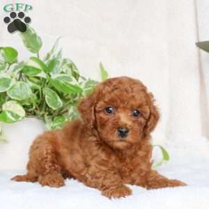Gage, Maltipoo Puppy