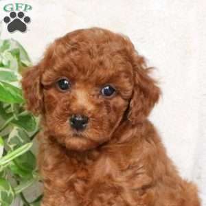 Gage, Maltipoo Puppy