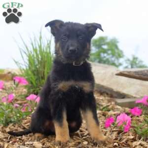 German Shepherd Puppies For Sale - Greenfield Puppies