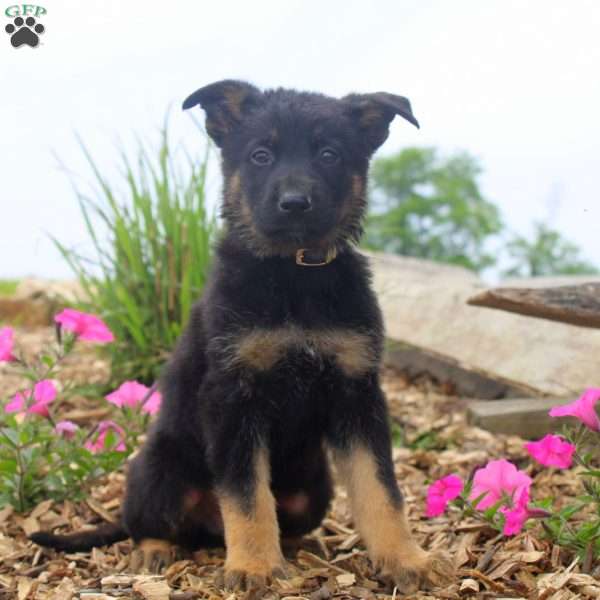 Gary, German Shepherd Puppy