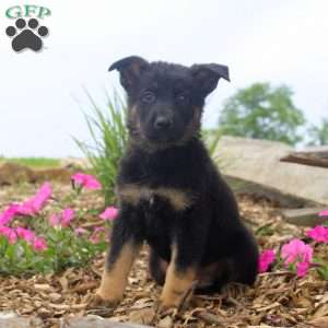 Gary, German Shepherd Puppy