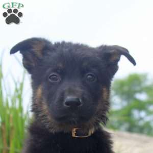 Gary, German Shepherd Puppy