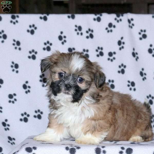 Gavin, Shih Tzu Puppy