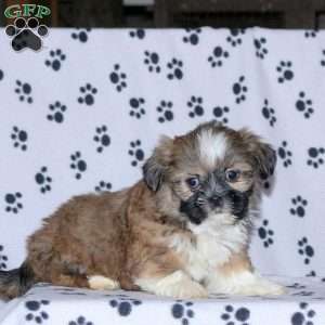 Gavin, Shih Tzu Puppy