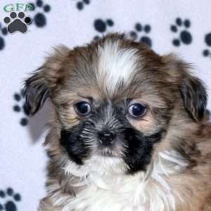 Gavin, Shih Tzu Puppy