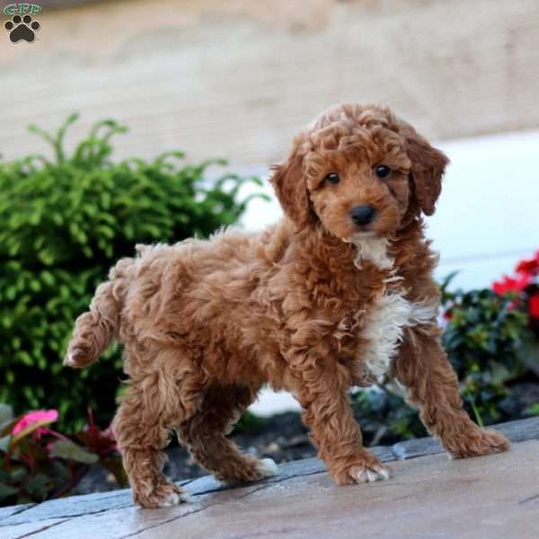 Gavin, Miniature Poodle Puppy