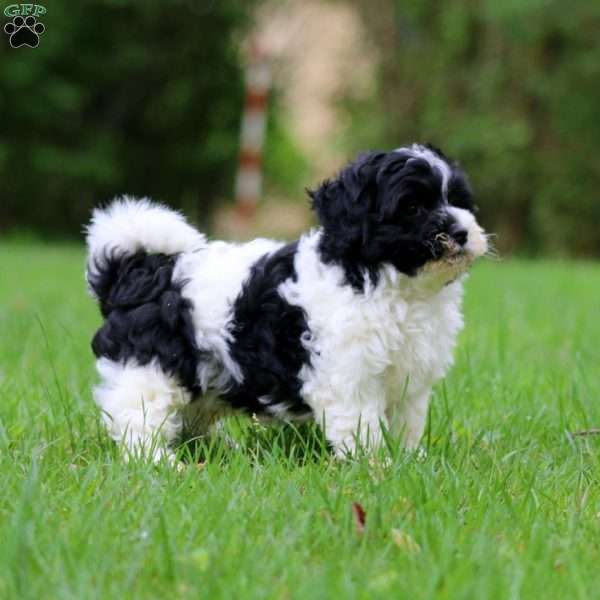 Gavin, Havanese Puppy