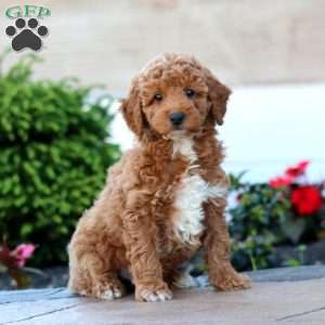 Gavin, Miniature Poodle Puppy