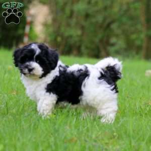 Gavin, Havanese Puppy