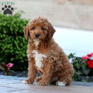 Gavin, Miniature Poodle Puppy