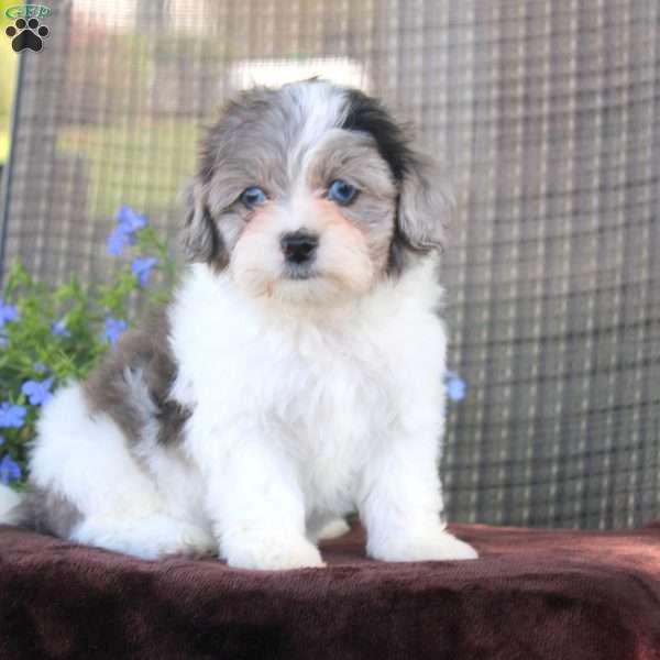 Geneva, Shih-Poo Puppy