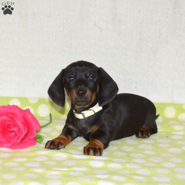 Geo – Mini, Dachshund Puppy