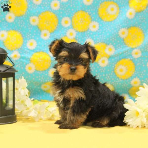 George, Yorkie Puppy