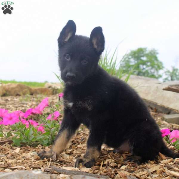 George, German Shepherd Puppy