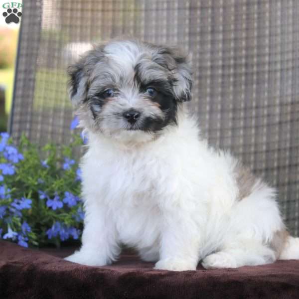 George, Shih-Poo Puppy