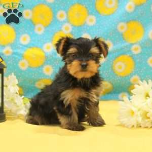 George, Yorkie Puppy