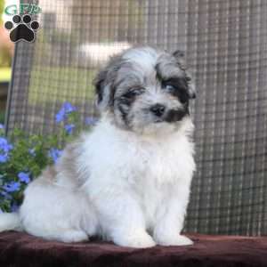 George, Shih-Poo Puppy