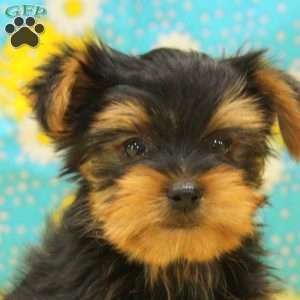 George, Yorkie Puppy