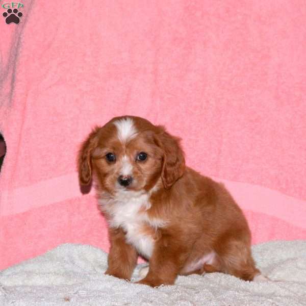 Georgie, Cavalier King Charles Mix Puppy