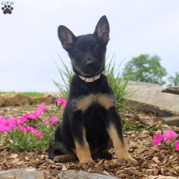 Gia, German Shepherd Puppy