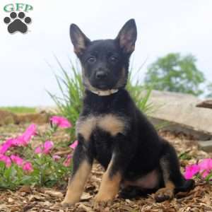 Gia, German Shepherd Puppy