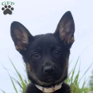 Gia, German Shepherd Puppy