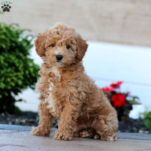 Gigi, Miniature Poodle Puppy