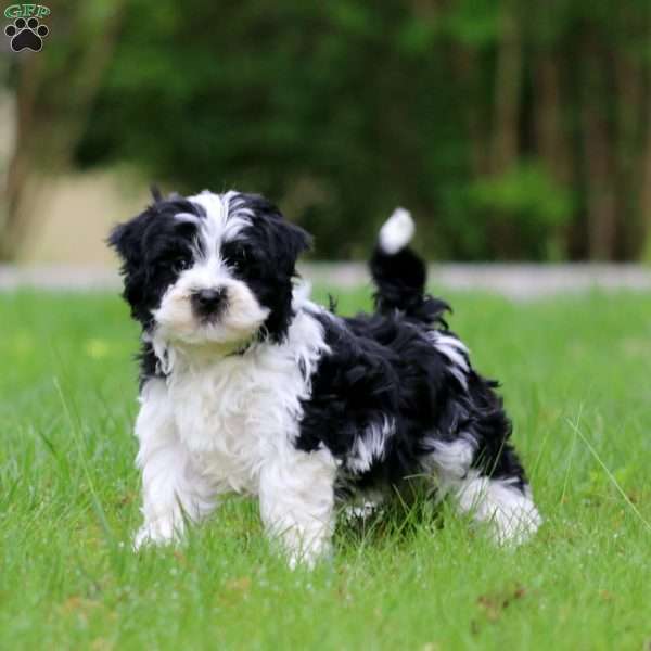 Gigi, Havanese Puppy