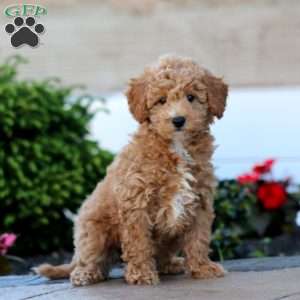 Gigi, Miniature Poodle Puppy