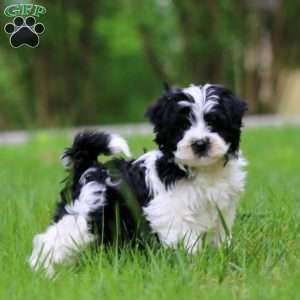 Gigi, Havanese Puppy