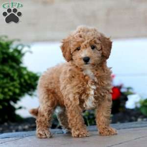 Gigi, Miniature Poodle Puppy