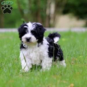 Gigi, Havanese Puppy