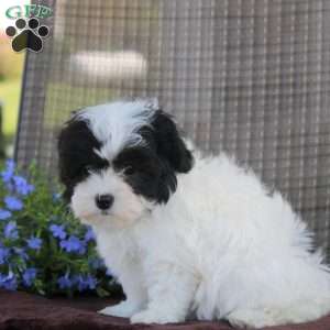 Gilbert, Shih-Poo Puppy