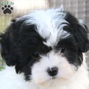 Gilbert, Shih-Poo Puppy
