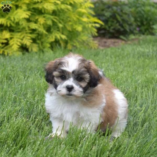 Gilligan, Teddy Bear Puppy