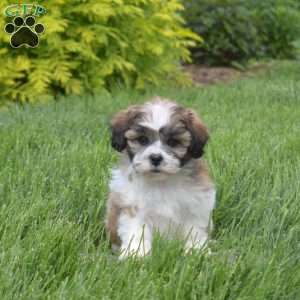 Gilligan, Teddy Bear Puppy