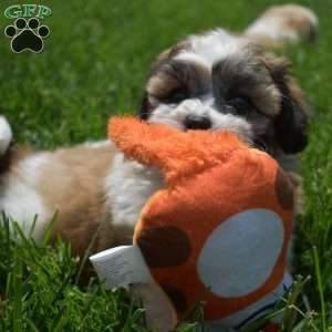 Gilligan, Teddy Bear Puppy