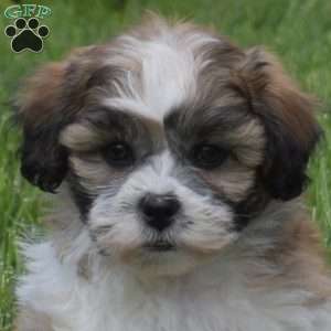 Gilligan, Teddy Bear Puppy